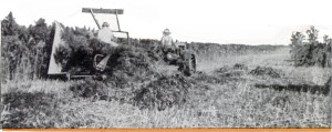 Hemp-Harvest