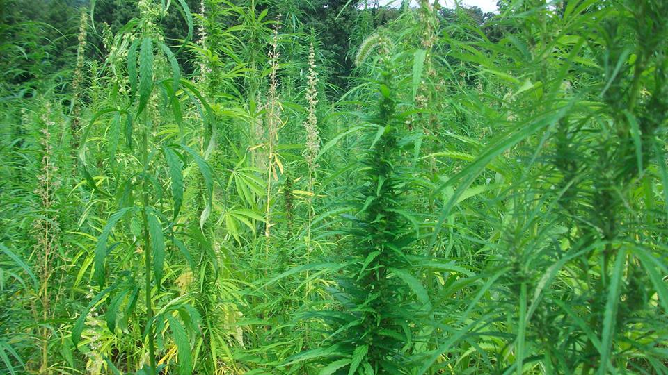 Industrial Hemp to take Center Stage At PA’s AG Progress Days 2017