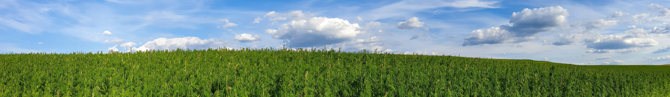 Panoramic shot of an endless cannabis field.