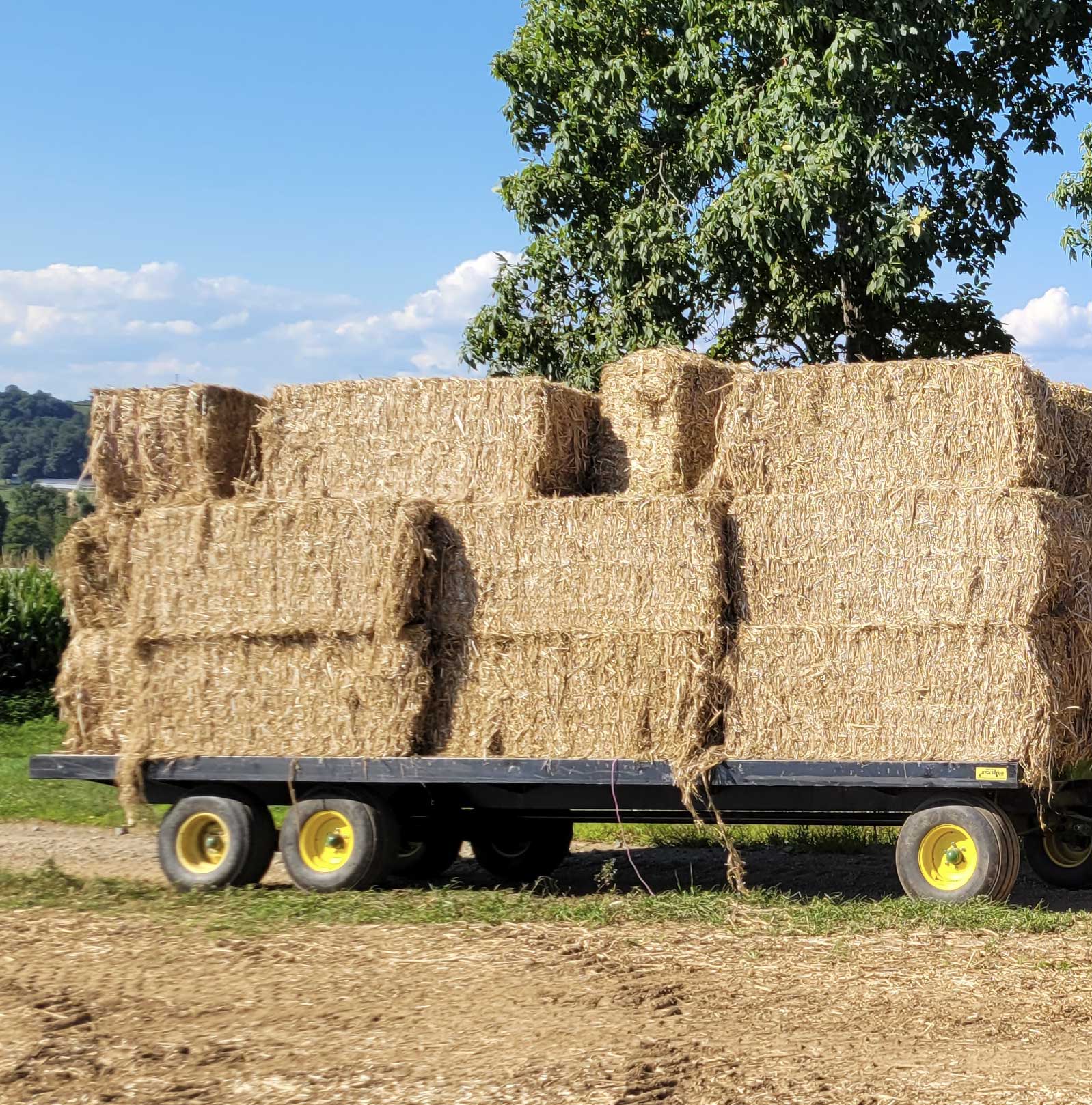baled-hemp-on-truck-web-2
