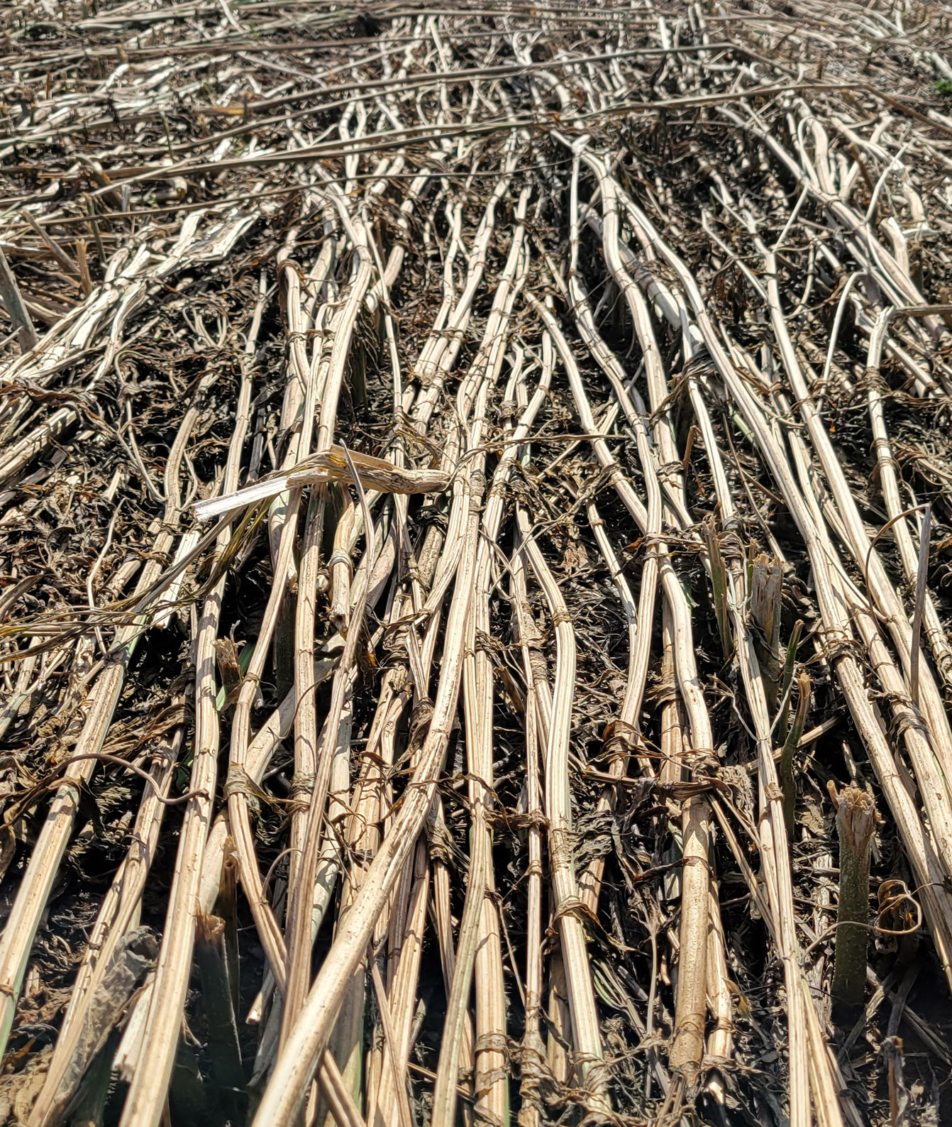 fiber-hurd-web harvested hemp stalks in the field