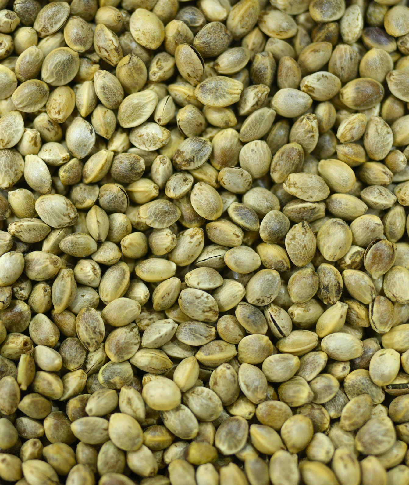 hemp seed