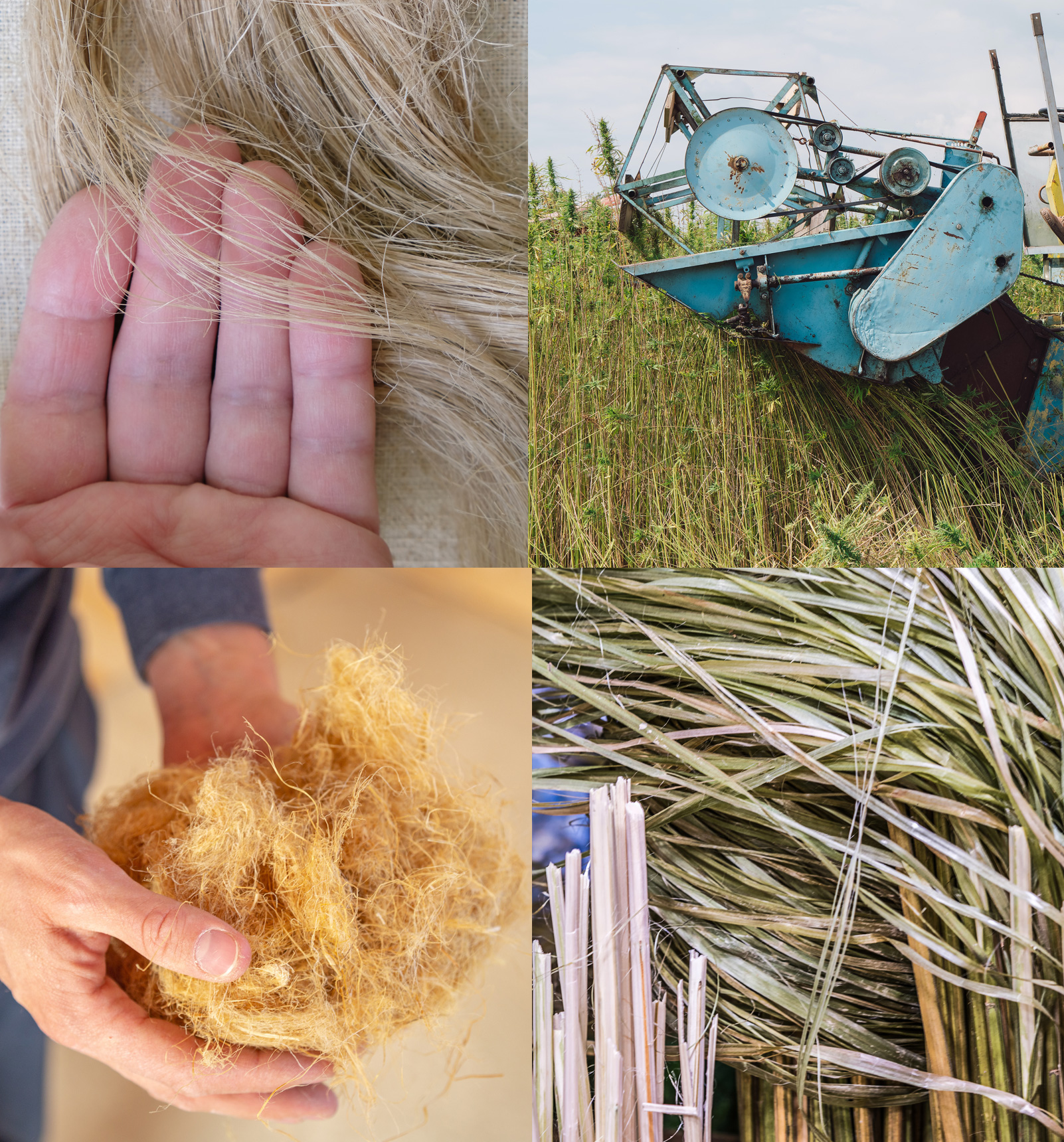 hemp-harvest-to-fiber-four-up-web representative composite image of hemp from harvest to textile-grade hemp fiber