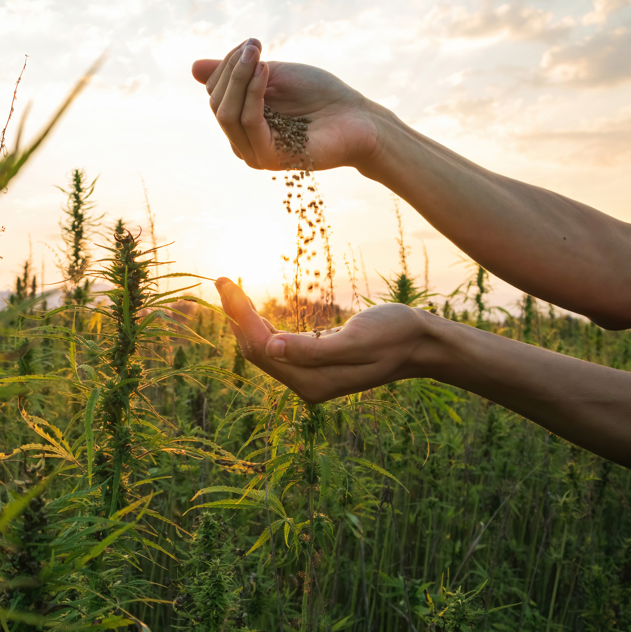 mature hemp crop with hands sifting hemp seed