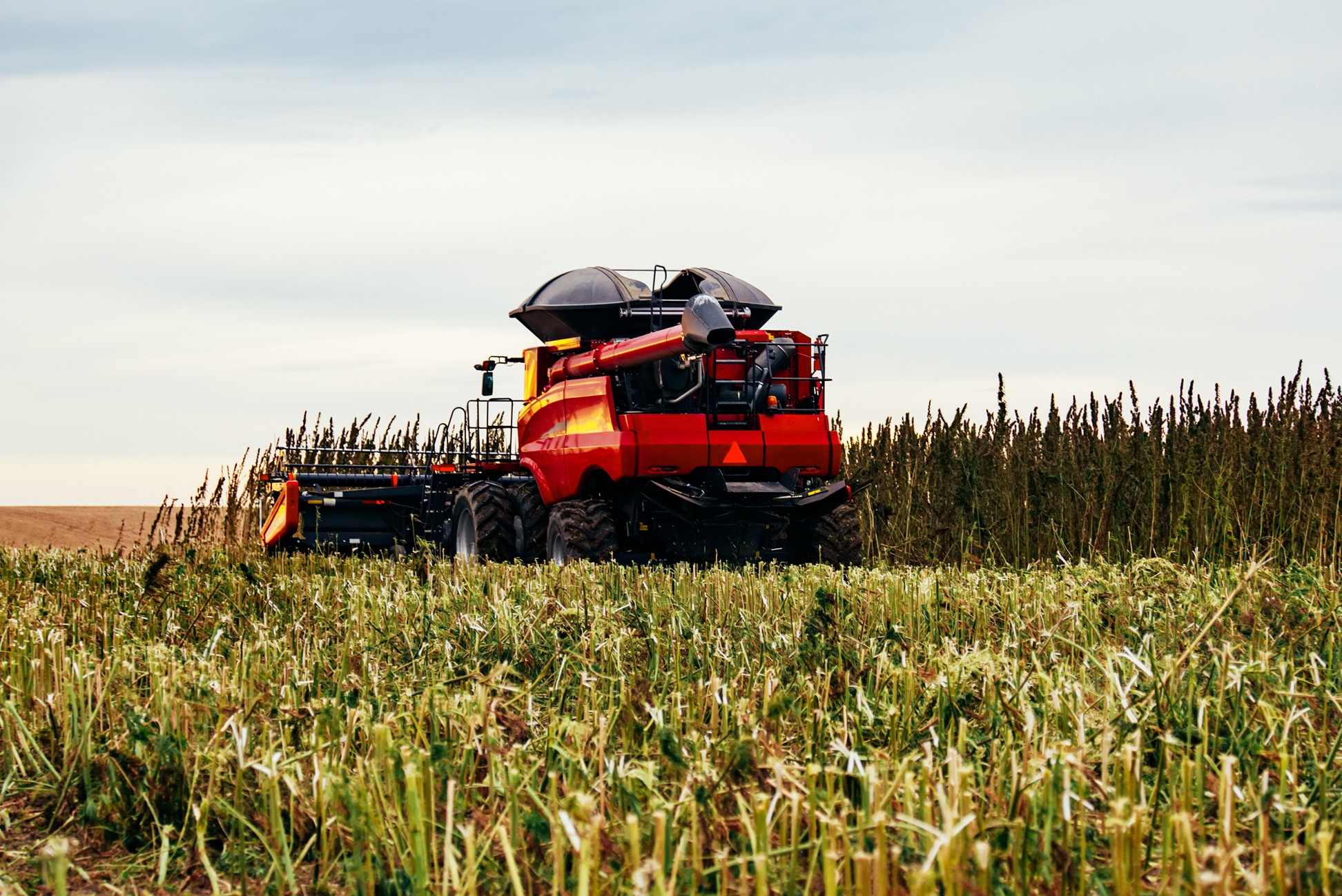 harvesting hemp seed