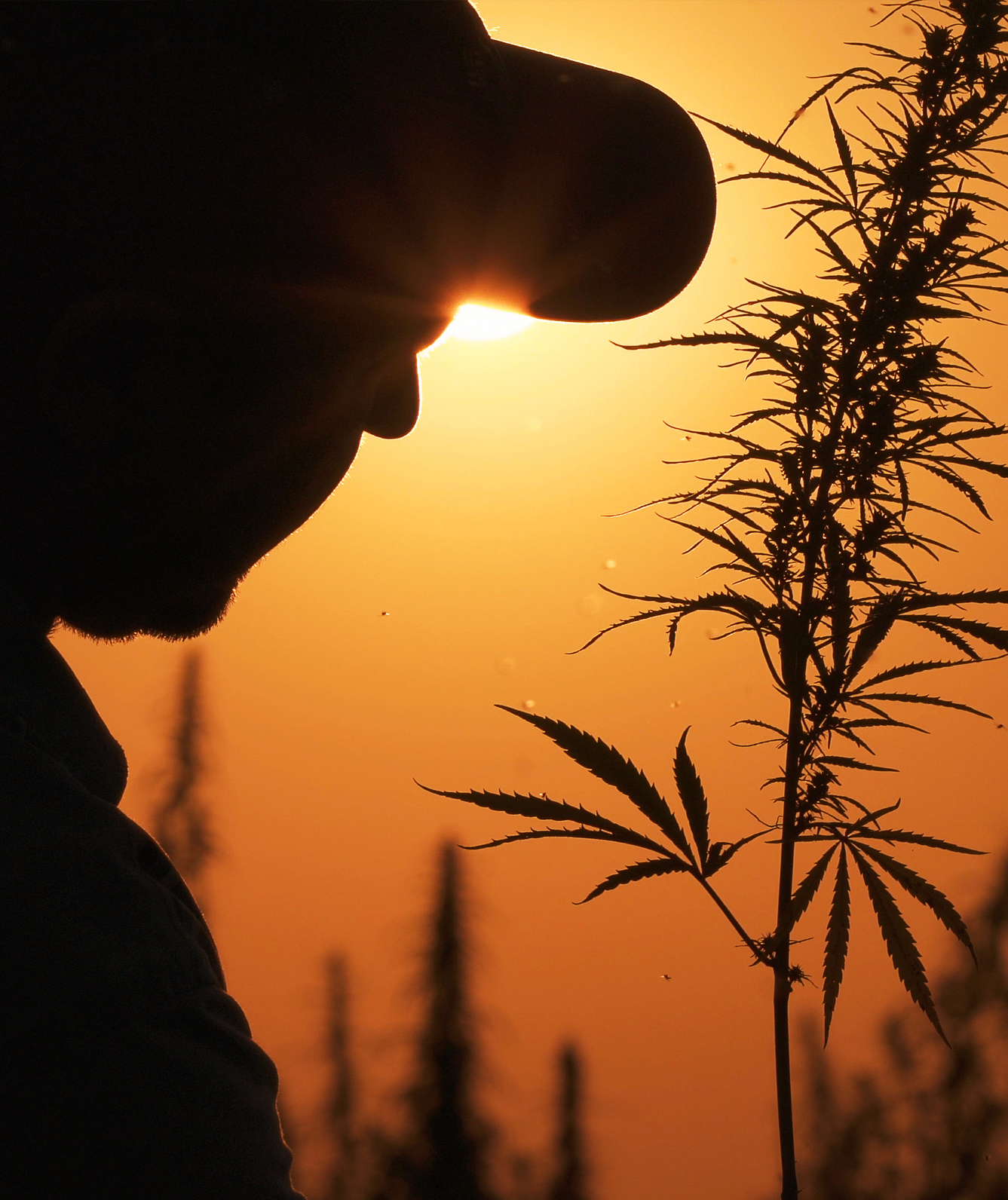 Hemp Farming