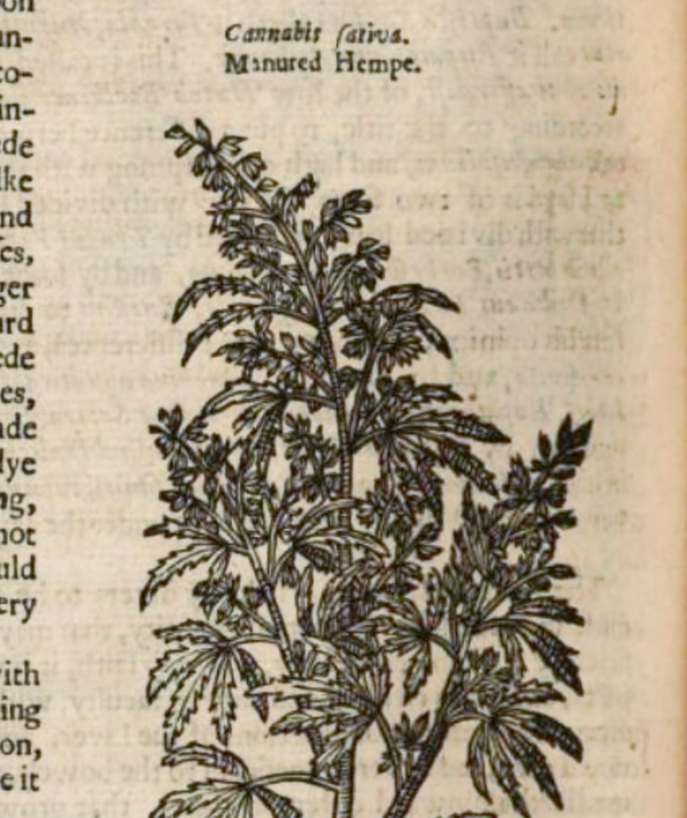 Hemp History